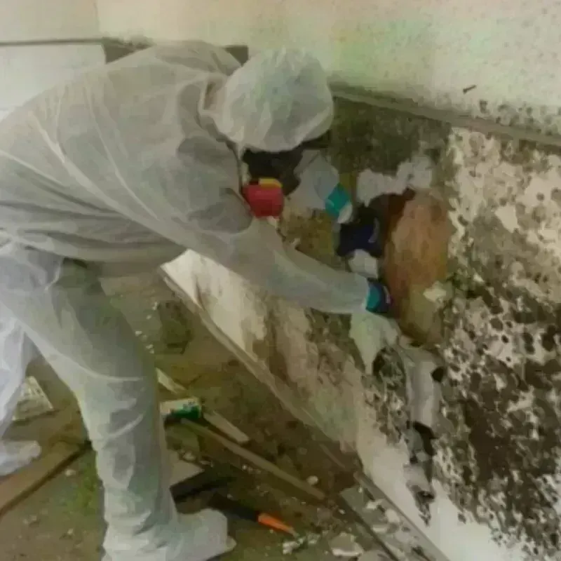 Mold Remediation and Removal in Triangle, VA